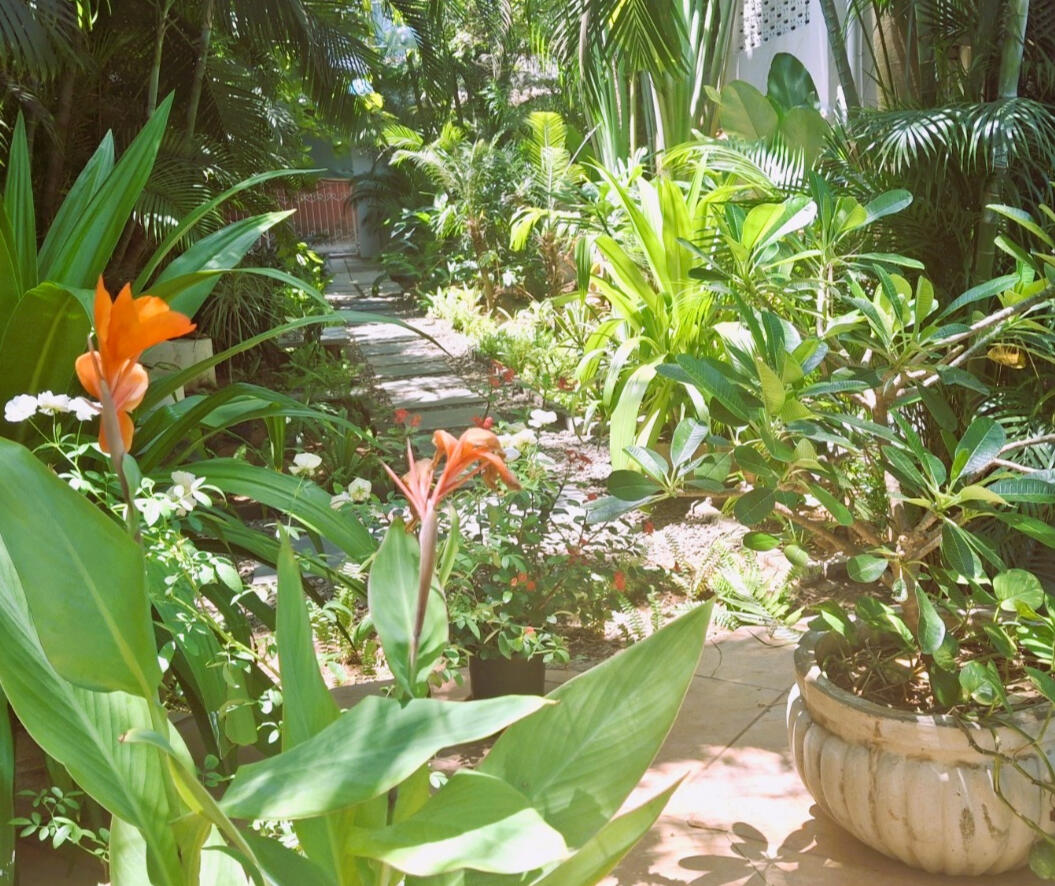 Plants! Plants! Tree :D Plants! Plants! Tree :D We love plants :D Our tropical garden is ever evolving and feels like a different dimension coming from the street.